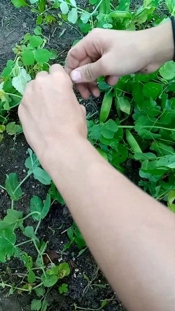 Горох  “Ползунок