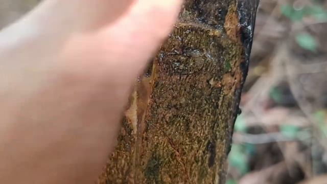 Mango Grafting Results With Natural Hormone Tomato | Single Bud Grafting On Mango Tree
