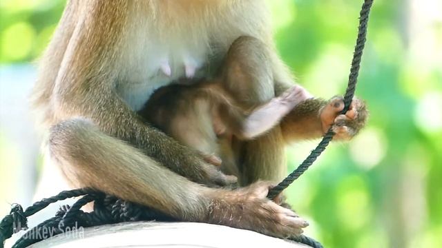 Revisa Su Bebé Hoy Necesita Mucha Leche