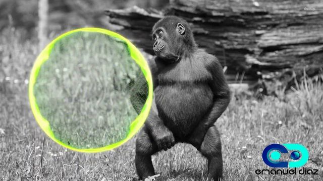 Tones And I - Dance Monkey (Emanuel Diaz Dub Remix)