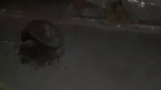 Ужин ежика в ночи. Hedgehog Dinner In The Night.