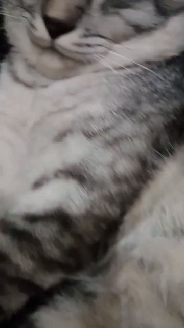 Mimpi Makan Enak Royal Canin😍