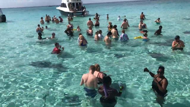 Grand Cayman - Stingray City