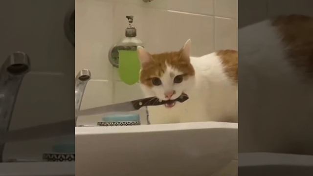 Дайте танк(!)СмешноГлаза боятся.