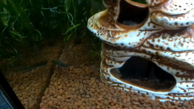 Пристелла помирать собралась