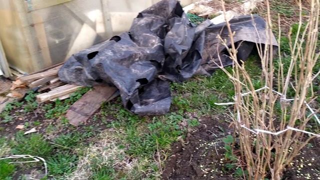 Привела в порядок клубнику. Новые идеи.