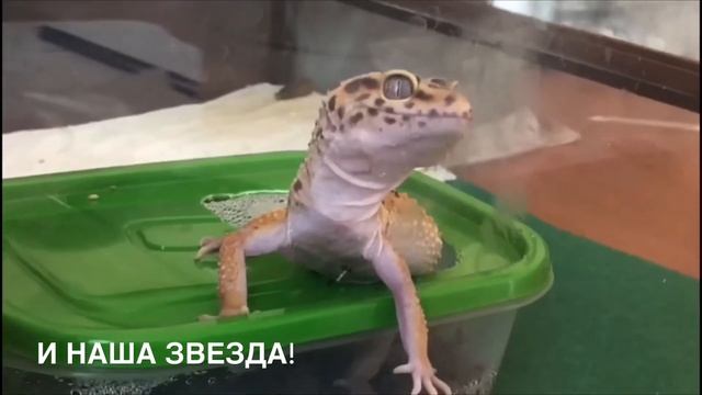 Наши меньшие друзья