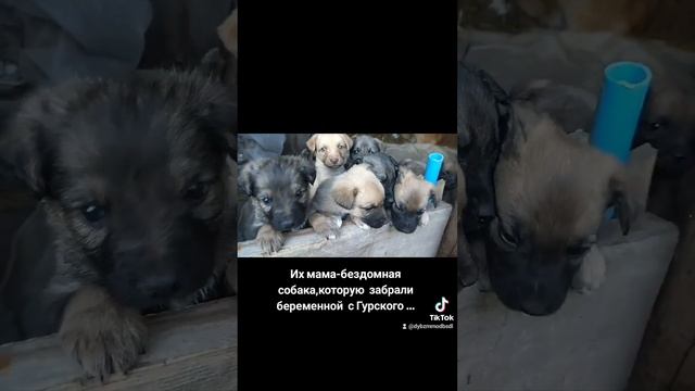 Щенкам нужны вакцины и корм!