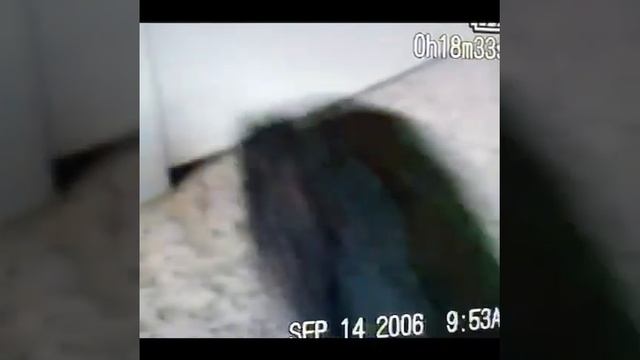 Did You See Chinchillas In Action? They Have Their Own Personalities