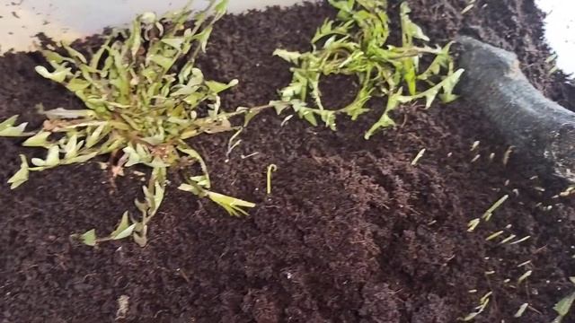 #Аквариумистика#Улитка Ахатина#Одуванчики в террариуме#!