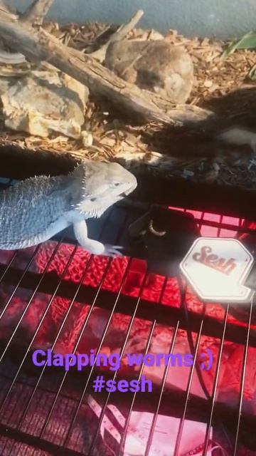 Feeding Time ! 🦎 Superworms