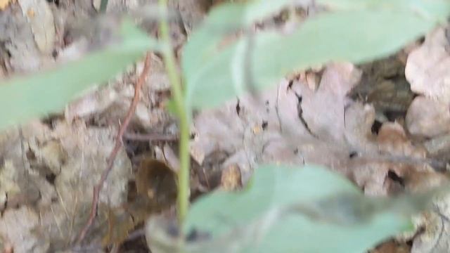 Купина пахуча (Polygonatum Odoratum) - отруйна лікарська рослина, засіб для боротьби з мухами.