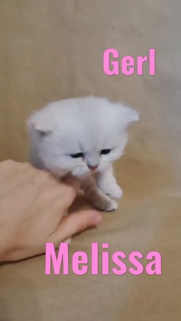 Нежная, ручная девочка,BRI BSH NS11 окраса, 07.09.2021 рождения ждёт своих самых лучших родителей.