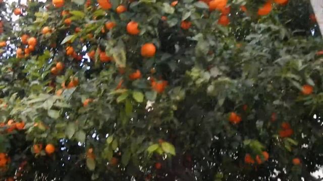 Мандариновая ВАЛЕНСИЯ...