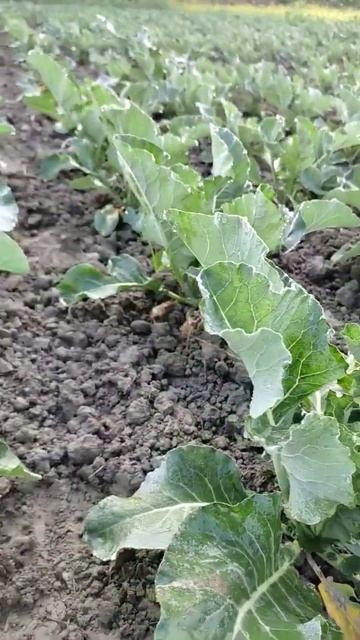 #whiteExcel || #cauliflower || #sakata || #f1seeds || #creatshorts || #shorts