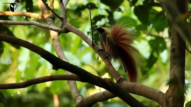 Goldie's Bird-of-Paradise