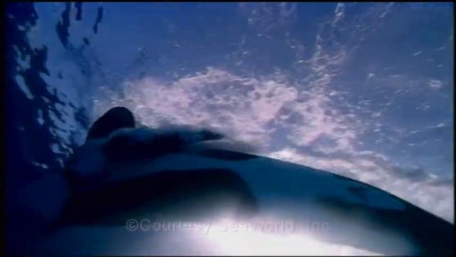 Монтаж видео Seaworld (готовое)