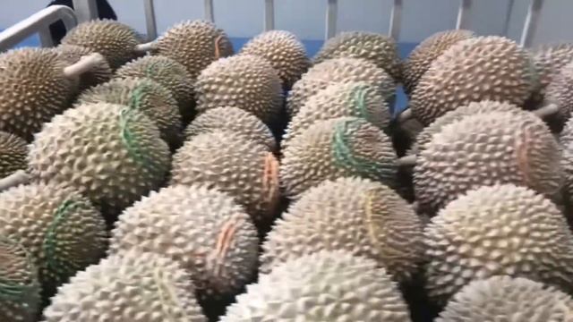 Liquid Nitrogen Large Industrial Durian Freezer Extends The Storage Time Of Durian