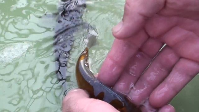 Металлический дойцу очиба