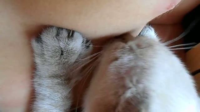 смешной Кот =)