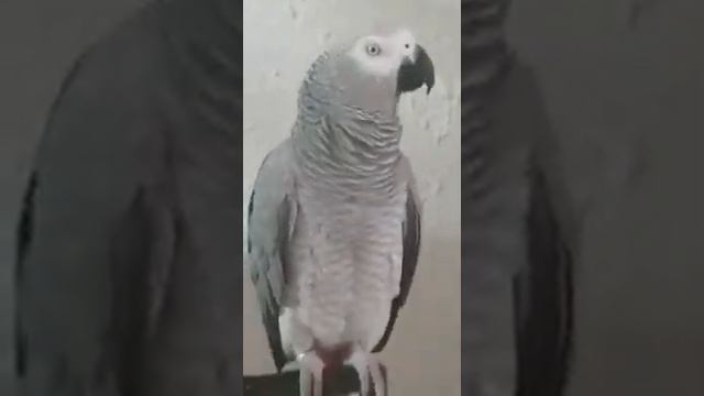 научила уже маму придумывать... певичка