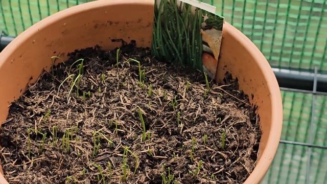 МОЁ УТРО ЛЮБИТЕЛИ ПРИРОДЫ#влог #цветы #nature #обзор #plants #