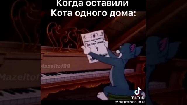 Кот кашалот