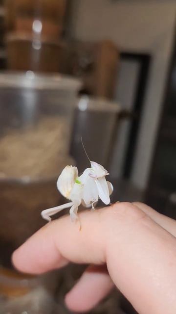 Orchid Mantis Grooming Itself After Molt.