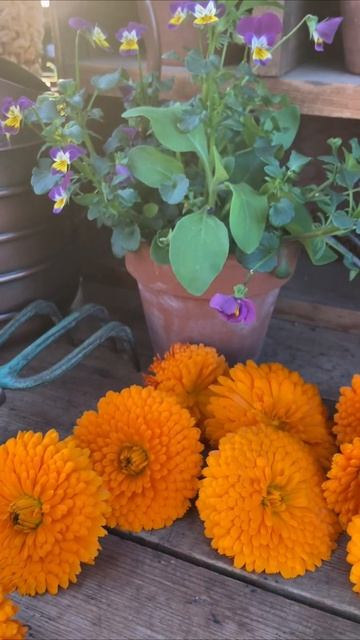 Grow Calendula Over WINTER!!