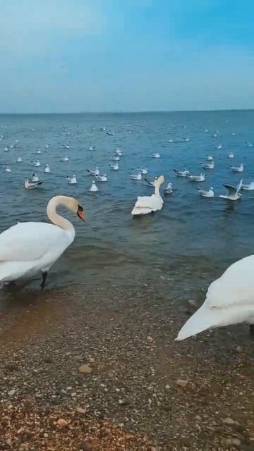 Три лебедя и бакланы зимуют в Феодосии