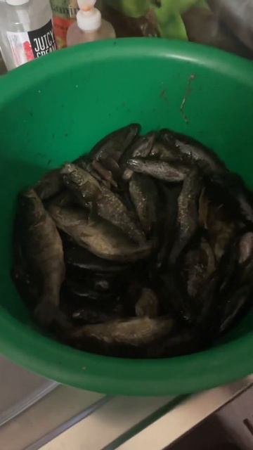 Ротан пора ловить #ротан #ловляротана #рыбалкакстово