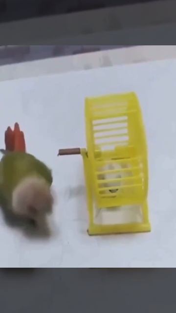 Гудбай хомяк