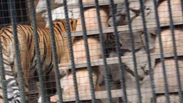амурский тигр.the Amur Tiger