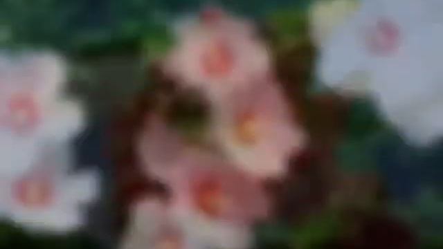 Мальви —балада