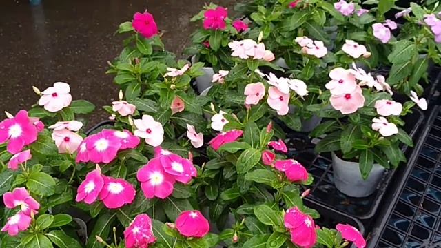 Sphingidae Flying Among Flowers (July 2020)