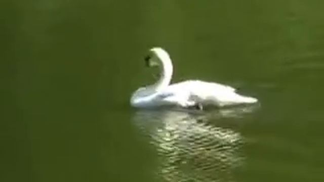 Лебединый вальс Avi