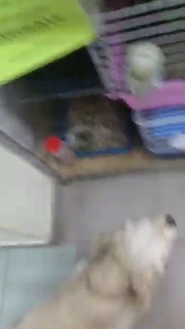 КОККЕР СПАНИЕЛЬ В ЗООМАГАЗИНЕ