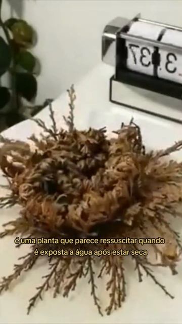 TOP 5 PLANTAS MAIS RARAS DO PLANETA #curiosidades #topcuriosidades #plantas