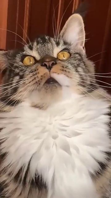 Варвара Жарит Кур #приколысживотными