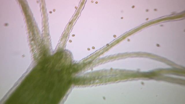 Absurd Creatures | Hail Hydra, The Incredible Critter That May Be Immortal