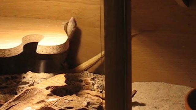 Chasse Varanus Acanthurus