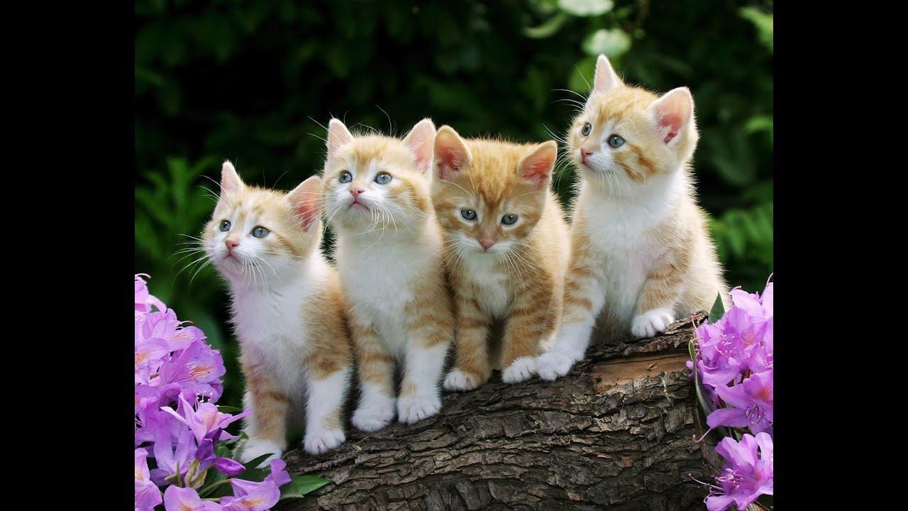 Пони в лагере 2 |14 серия| Лилу уже бесит!