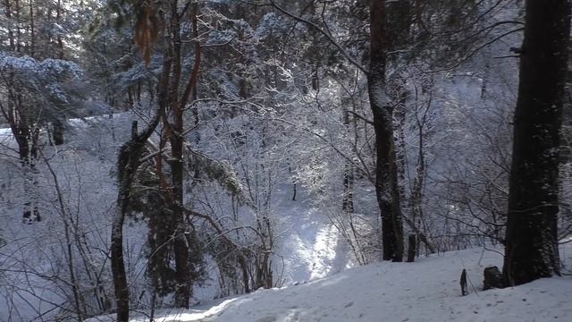 Последний день зимы в лесу на Западной поляне.