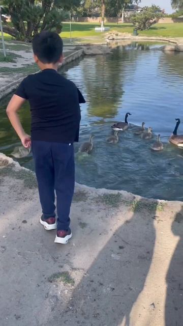 #ducks #duckfamily #crossing #street