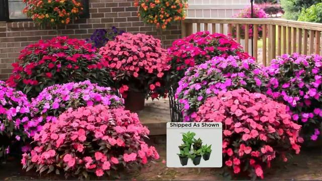 Cottage Farms 6-piece Jewel Tones Sunpatiens Collection With Alberti Popaj