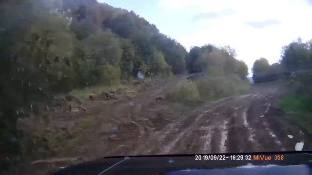За Кировское за шиповником