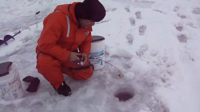Lake Trout On Simcoe