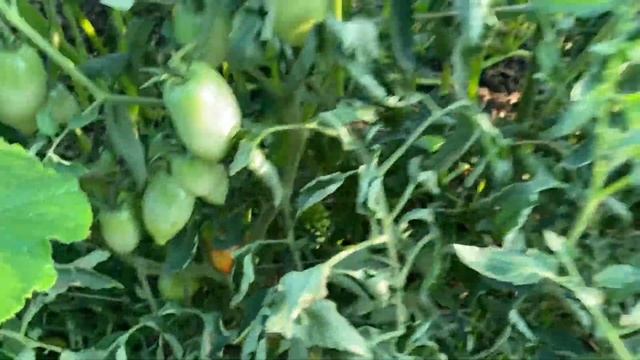 Homestead & Garden Update | New Chicks And Our Biggest Harvest This Season So Far