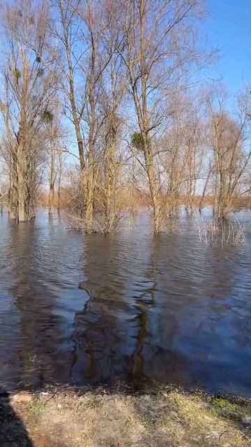 #беларусь#припять#март#разлив#