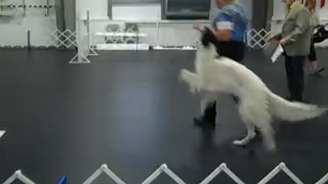 Borzoi Mirage Grad Open (aka Baby Utility)